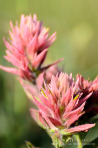 Coral Paintbrush in the Cypress Hills © SB 