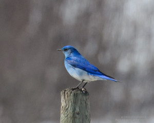 Mountain Bluebird 