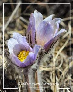 Photo of spring Prairie Crocus flowers 